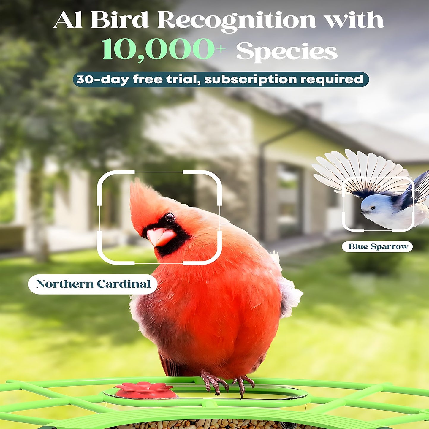 KORALAKIRI Bird Feeder with Camera Outdoor Solar Smart Birdfeeder with Wireless Camera Bird Houses for Outside Garden - 2K Video Live AI Recognition Visible Window Auto Capture